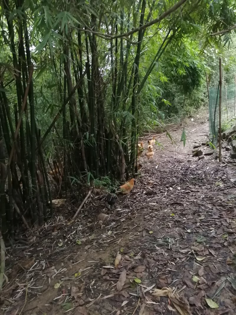 土鸡