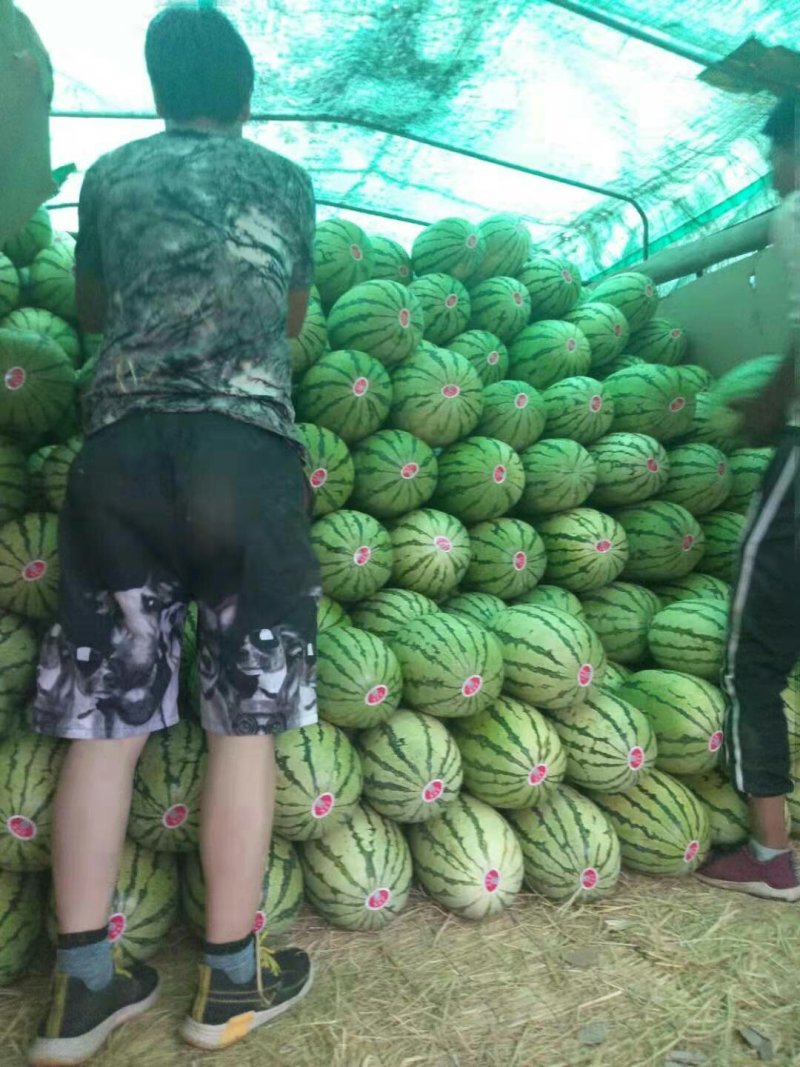 中卫海原县金城5号！金花产地直销-一手货源-代发全国市场