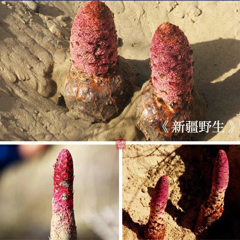 新疆锁阳野生精选金锁阳配肉苁蓉淫羊藿泡茶泡酒切锁