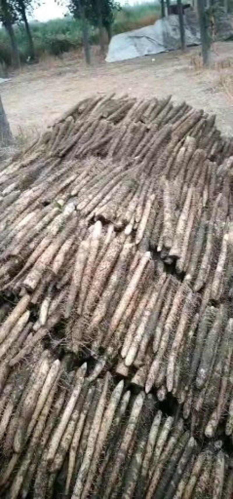 河北保定沙土地麻山药鲜货面甜，棒药，紫药大量供应