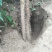河北保定沙土地麻山药鲜货面甜，棒药，紫药大量供应