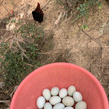 散养绿壳蛋鸡鸡蛋