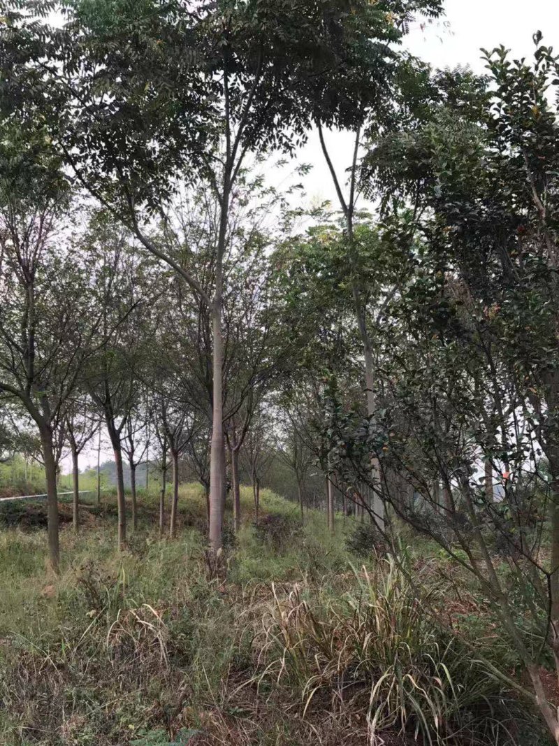 栾树