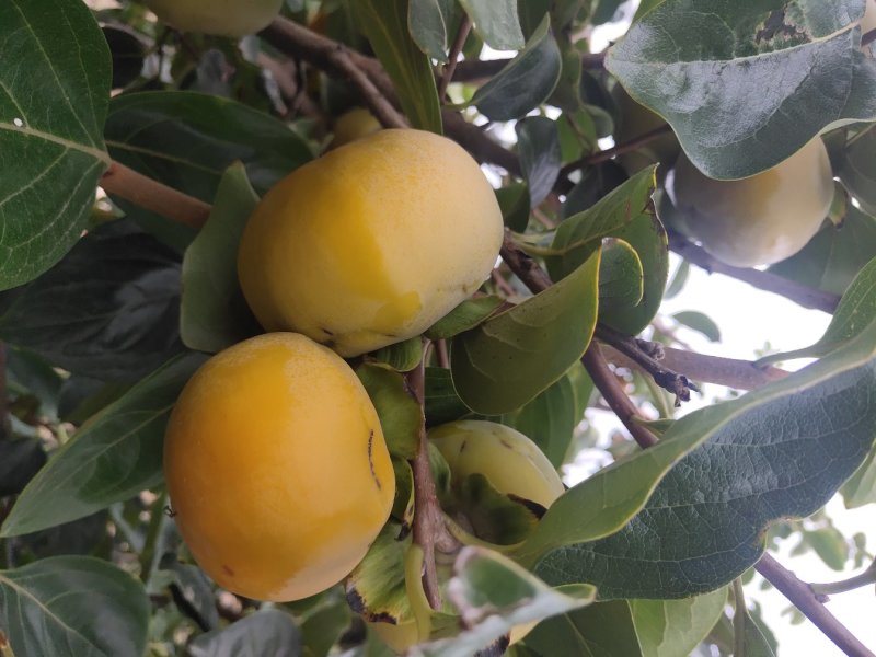 陕西大荔脆甜柿子产区供应