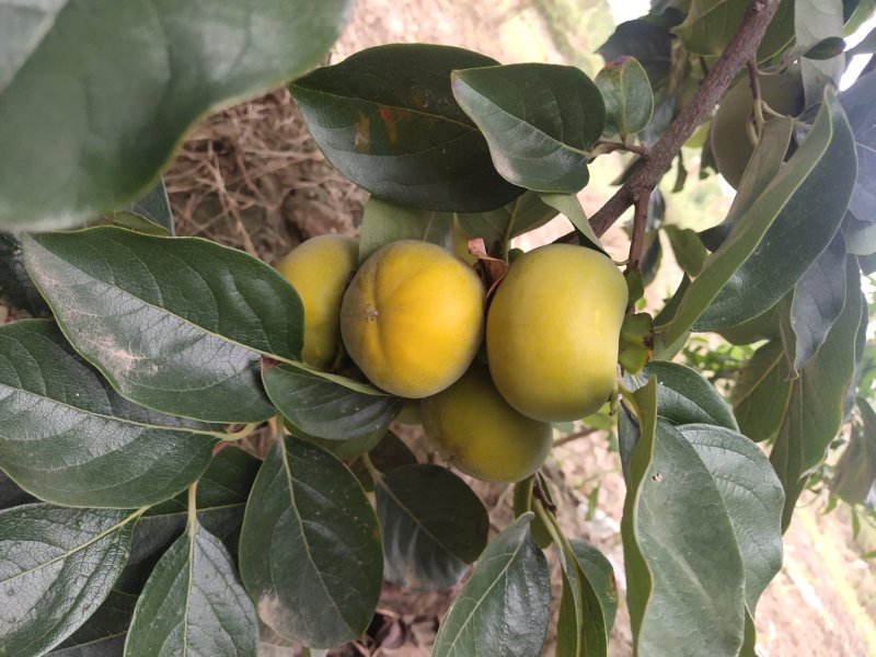 陕西大荔脆甜柿子产区供应