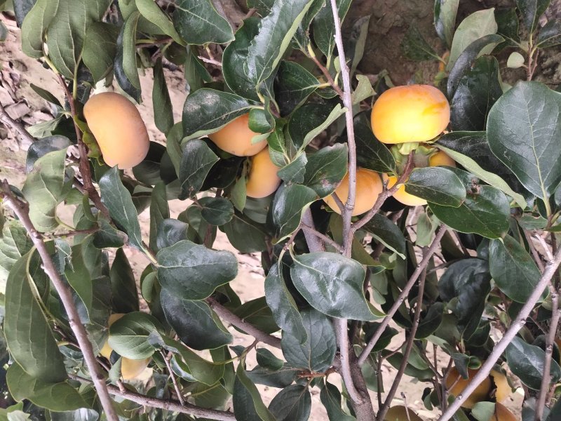 陕西大荔脆甜柿子产区供应