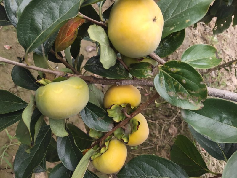 陕西大荔脆甜柿子产区供应