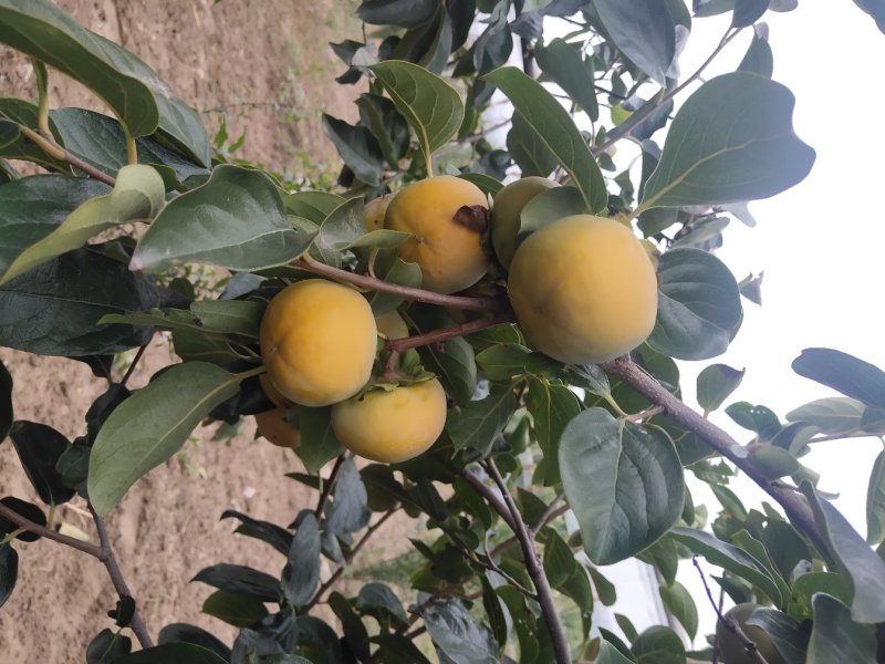 陕西大荔脆甜柿子产区供应
