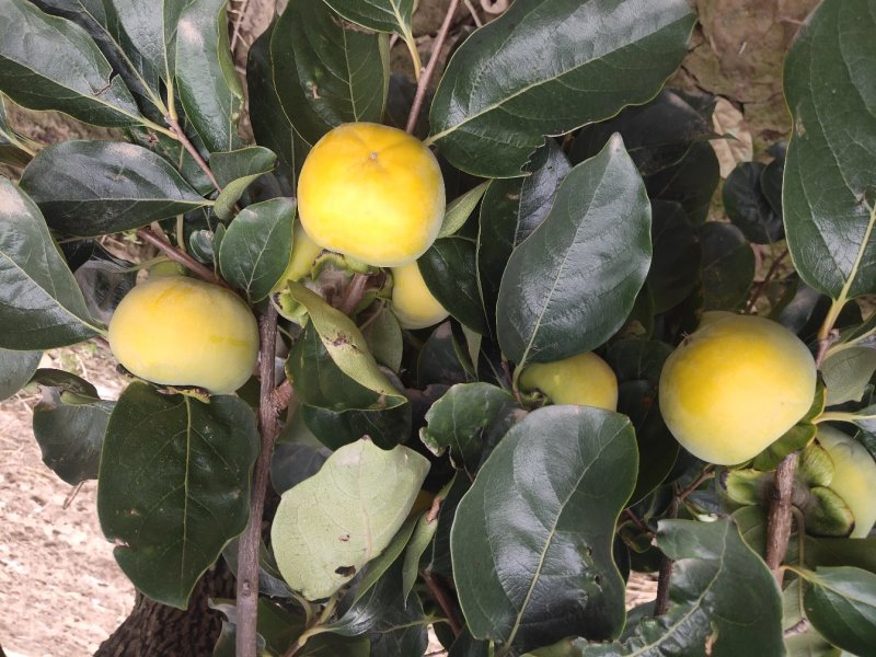 陕西大荔脆甜柿子产区供应