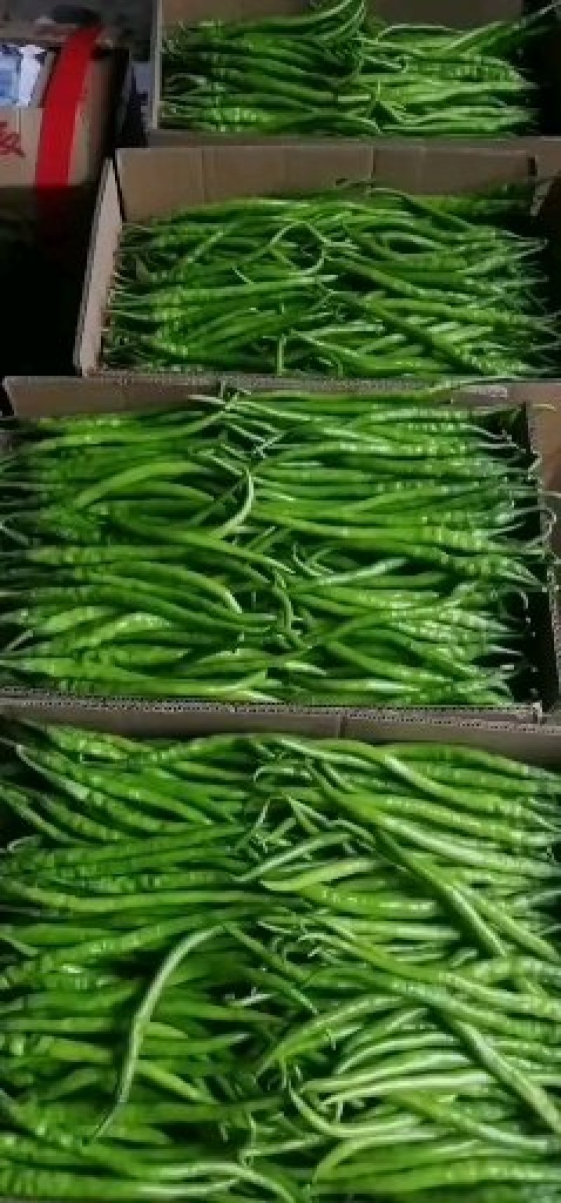 陕西二荆条