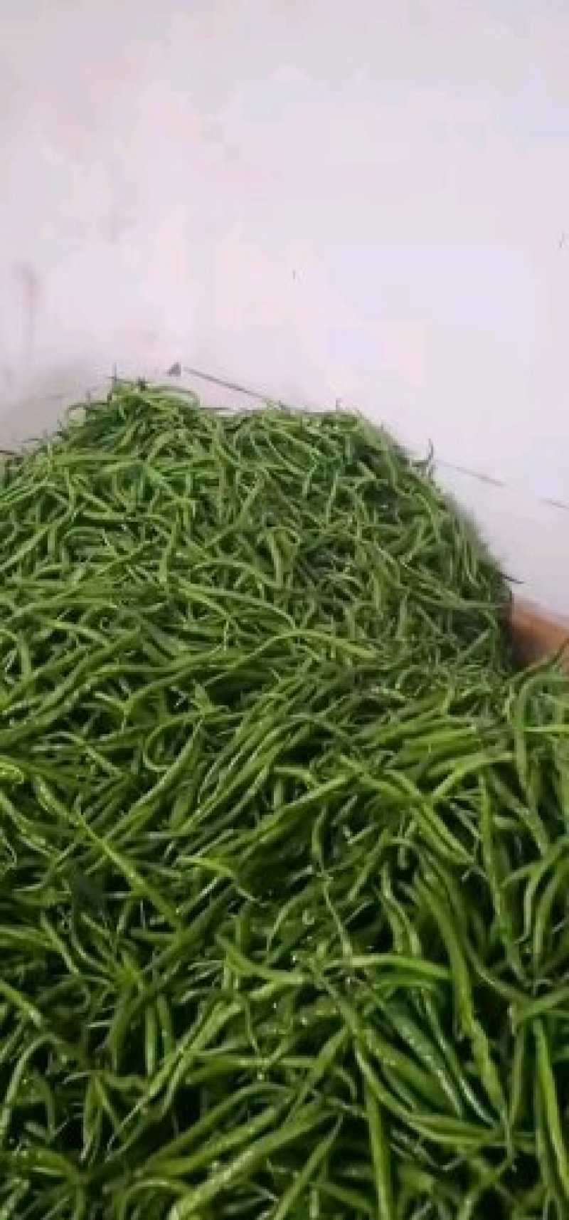 陕西二荆条