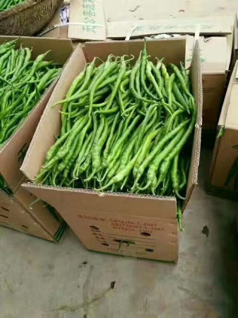 陕西二荆条