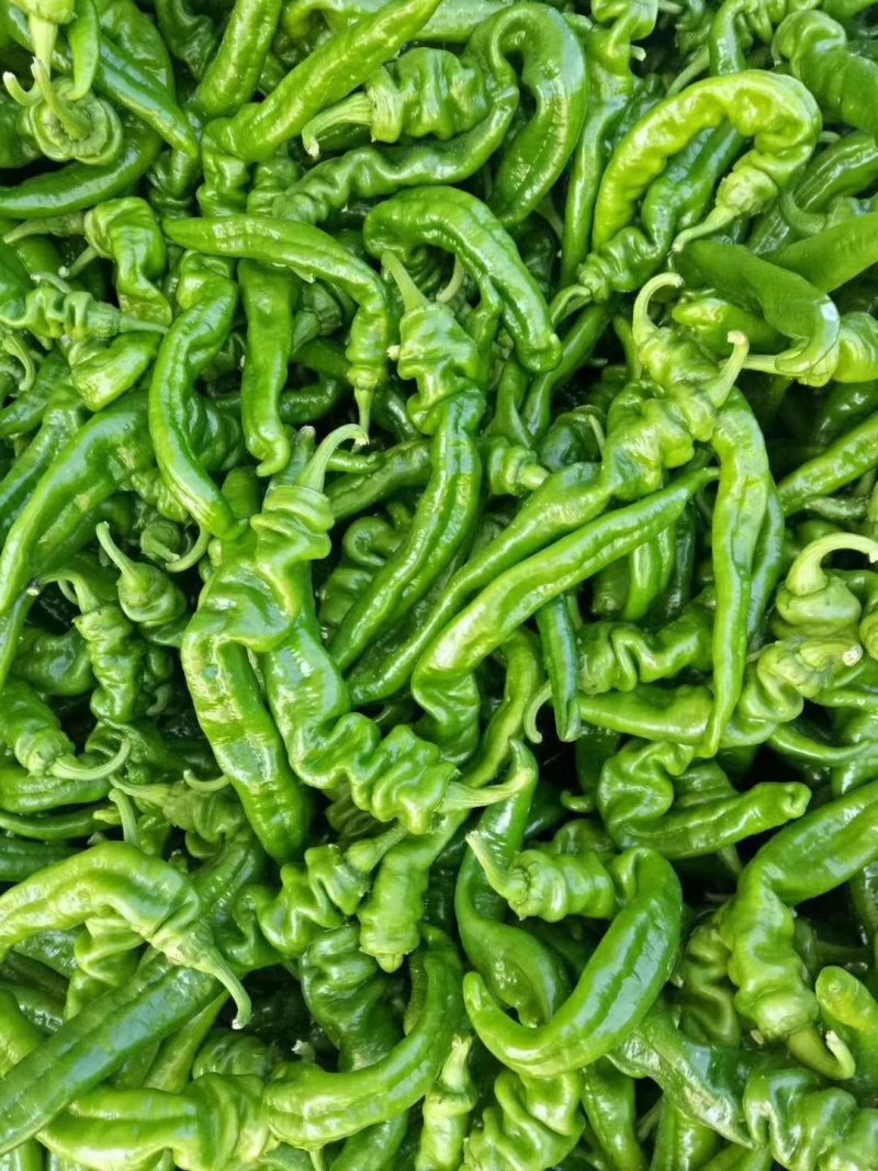 陕西二荆条