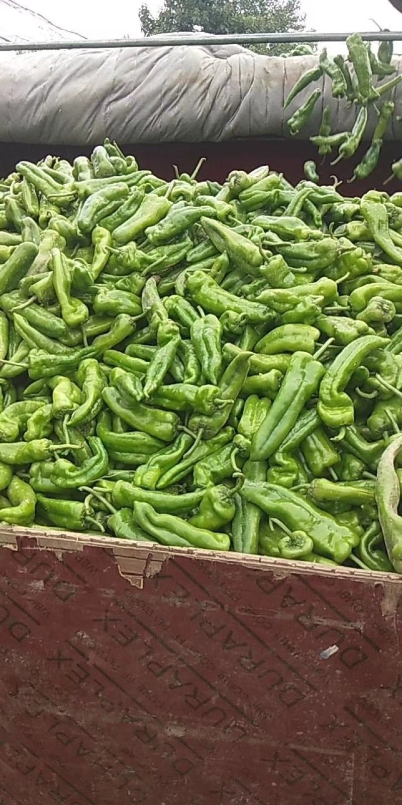 陕西二荆条