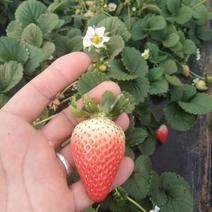 【露天栽植】全明星草莓苗亩产5千斤以上适合露天栽植草莓苗