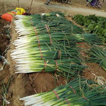 优质长白大葱种植基地欢迎广大客户前来订购