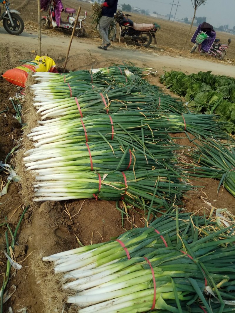 优质长白大葱种植基地欢迎广大客户前来订购