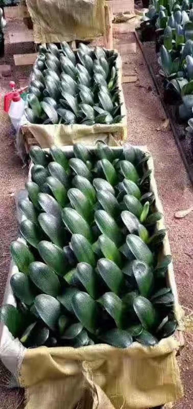 君子兰果兰圆头和尚植物室内盆栽