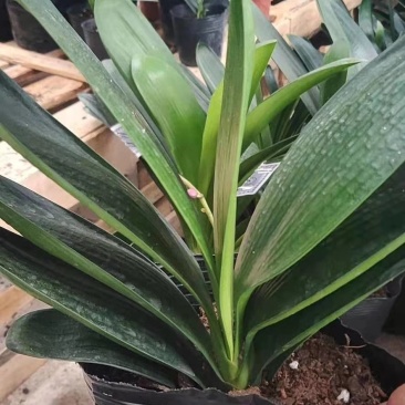 君子兰果兰圆头和尚植物室内盆栽