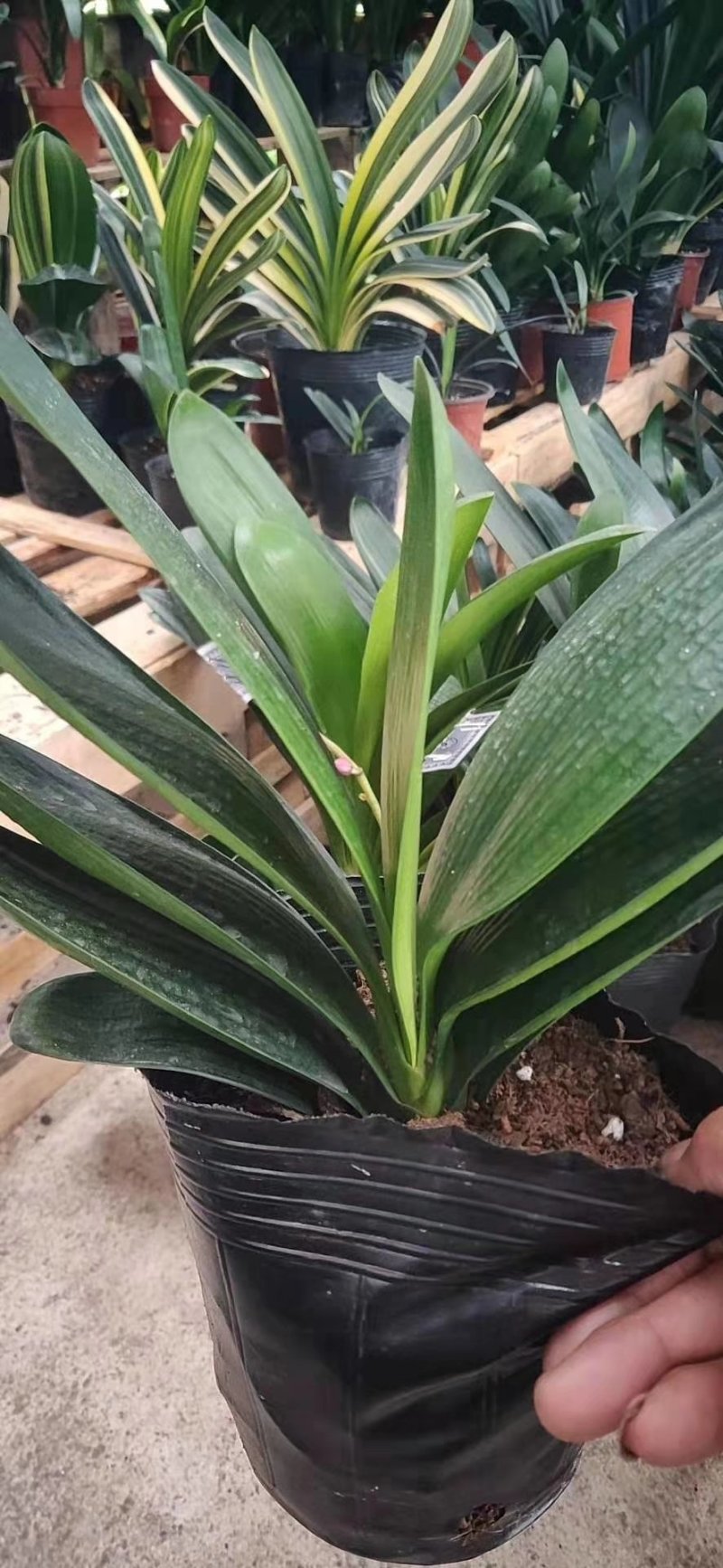君子兰果兰圆头和尚植物室内盆栽