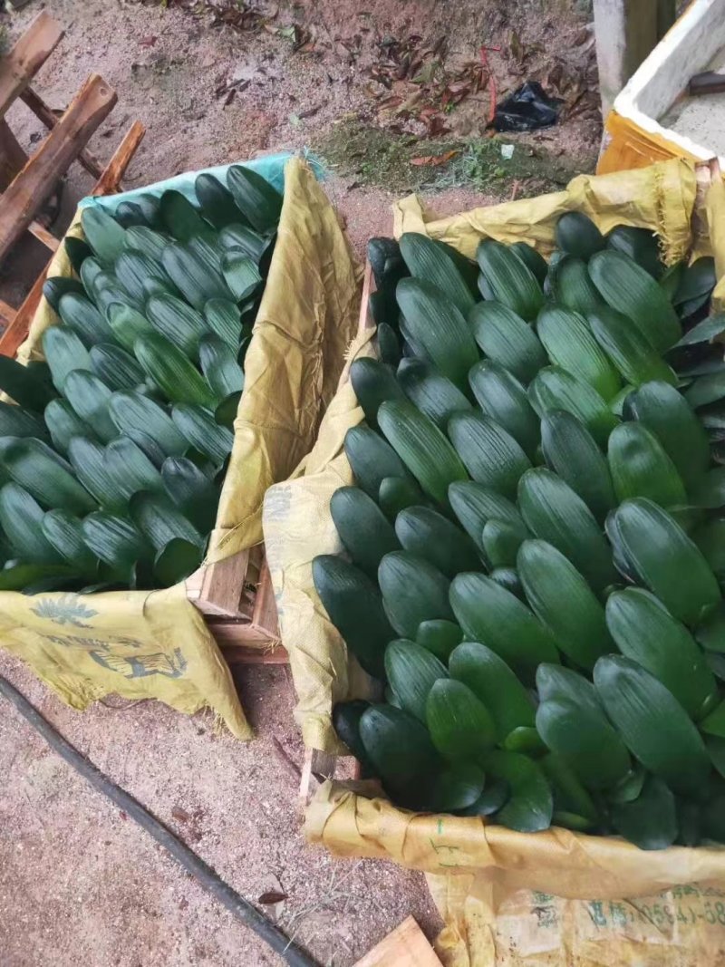 君子兰果兰圆头和尚植物室内盆栽