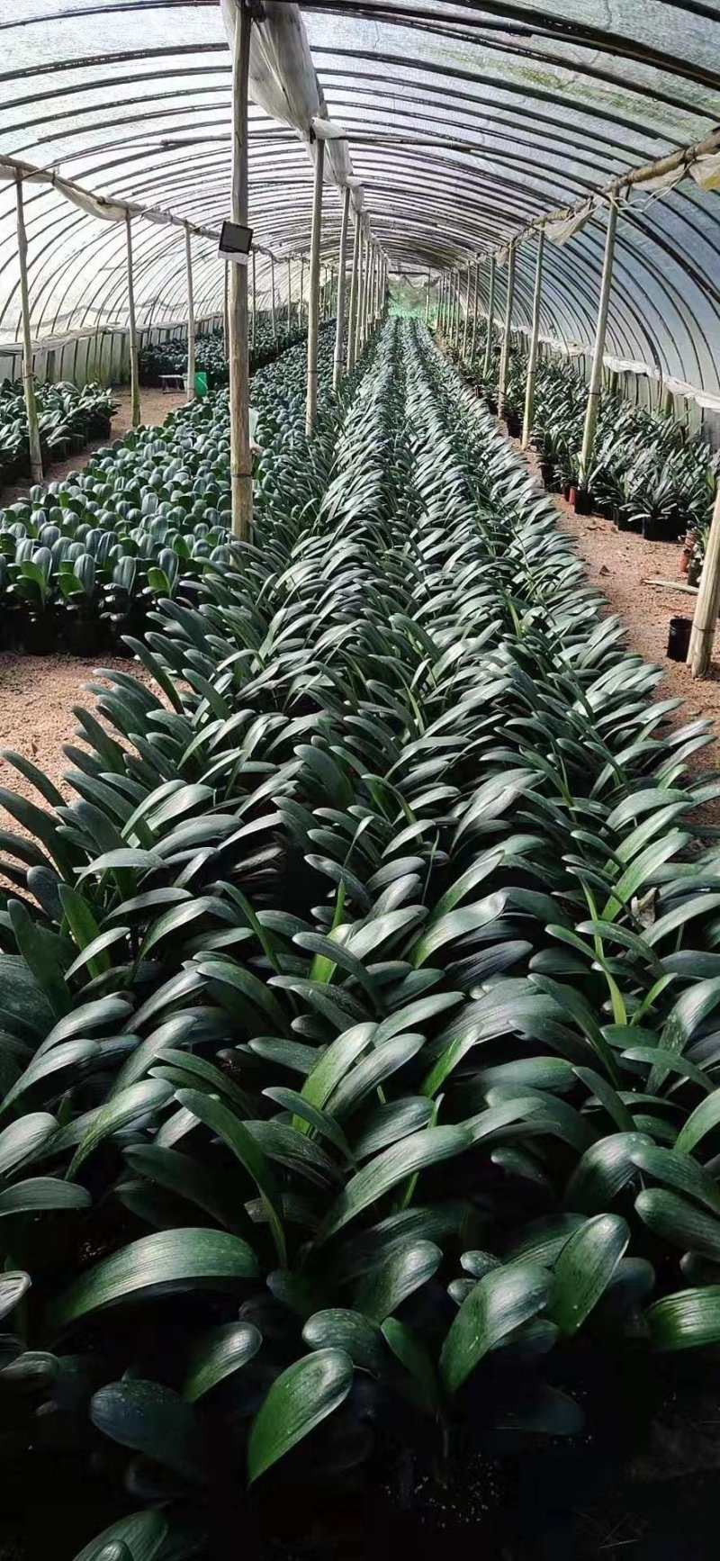 君子兰果兰圆头和尚植物室内盆栽