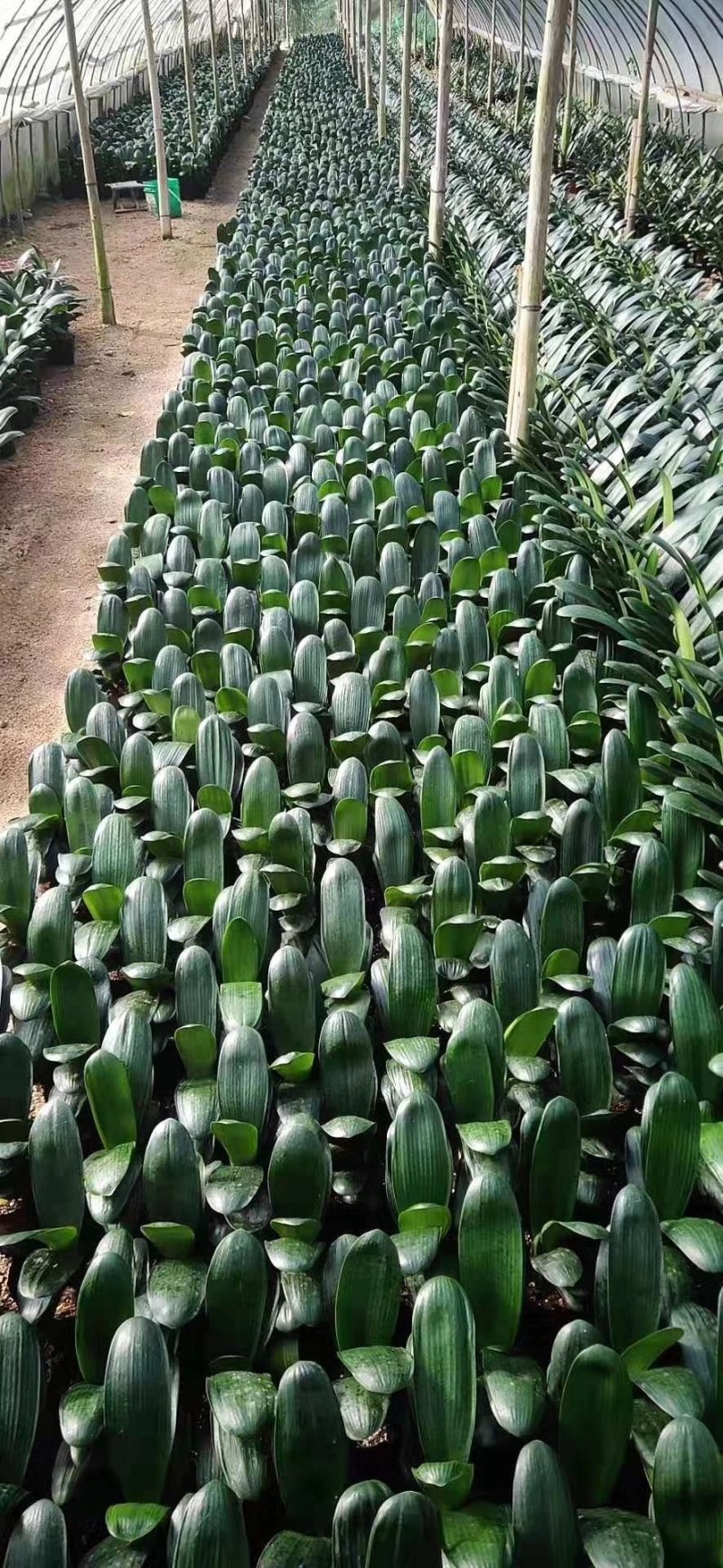 君子兰果兰圆头和尚植物室内盆栽