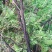 柏树枝野生新鲜大山有叶柏树幼枝柏叶中药材