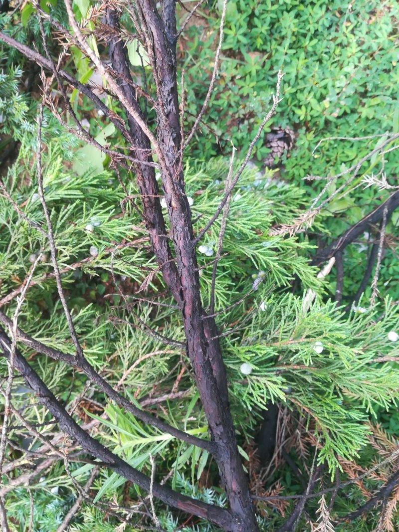 柏树枝野生新鲜大山有叶柏树幼枝柏叶中药材