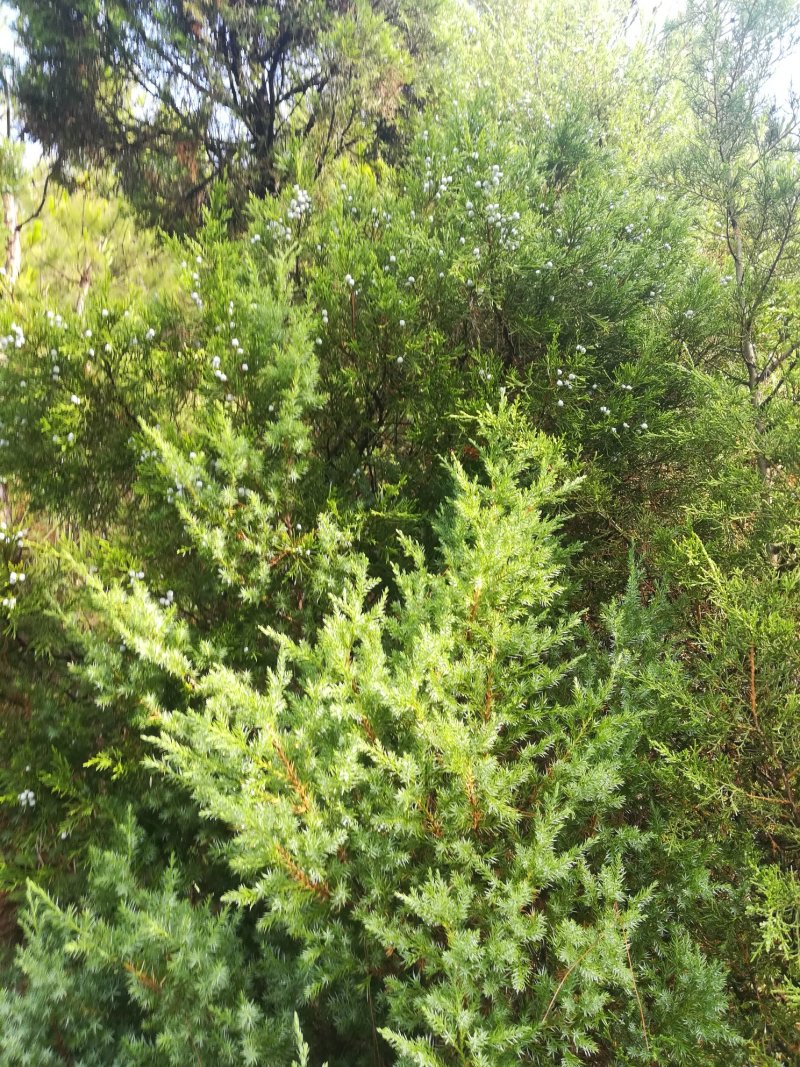 柏树枝野生新鲜大山有叶柏树幼枝柏叶中药材