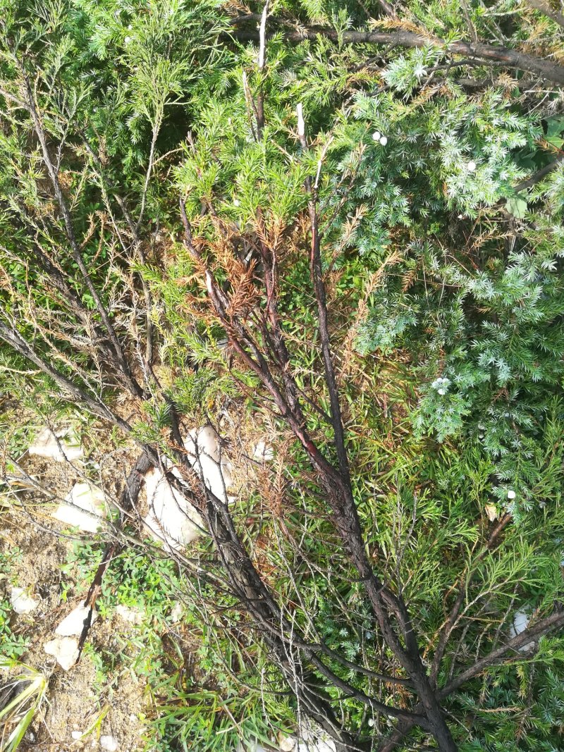 柏树枝野生新鲜大山有叶柏树幼枝柏叶中药材