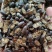 精品鼠妇虫过筛货规格齐全扁虫圆虫通货鼠妇虫