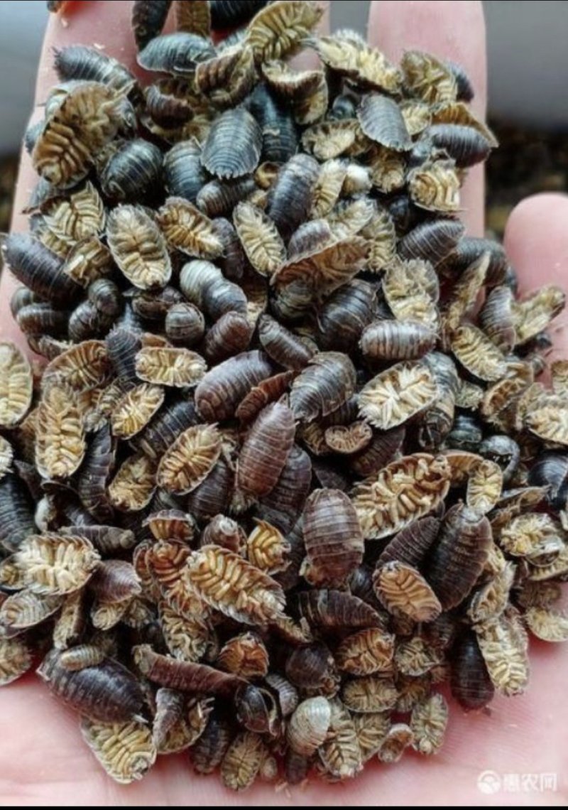 精品鼠妇虫过筛货规格齐全扁虫圆虫通货鼠妇虫