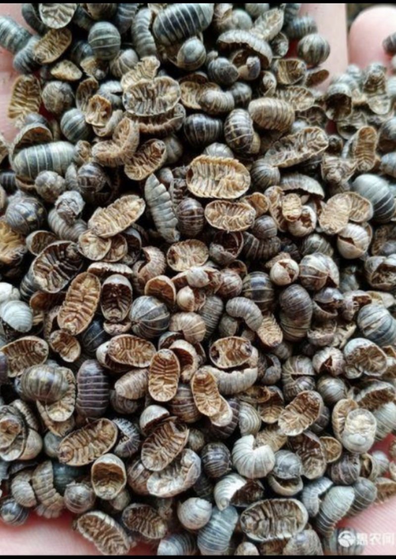精品鼠妇虫过筛货规格齐全扁虫圆虫通货鼠妇虫