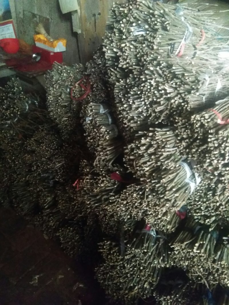 金蝉种苗金蝉卵枝量大从优可提供孵化技术，