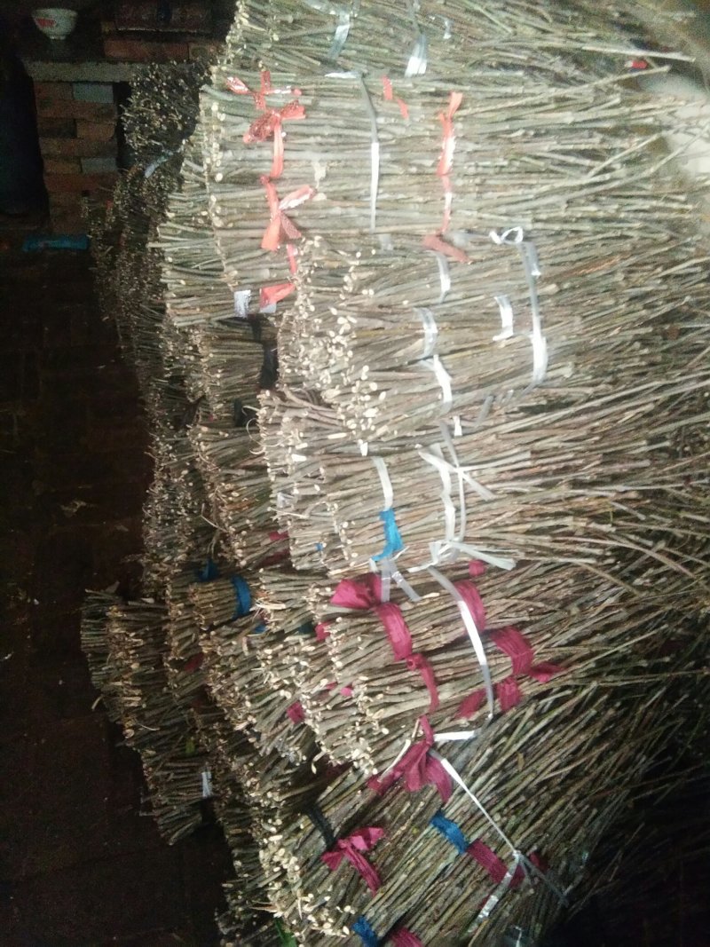 金蝉种苗金蝉卵枝量大从优可提供孵化技术，