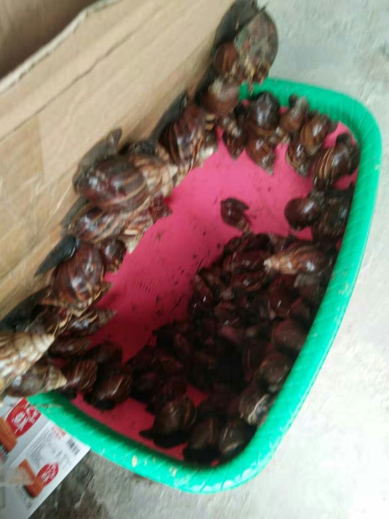 蜗牛