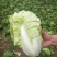 夏阳白菜，2020年白菜上市，现出现装，