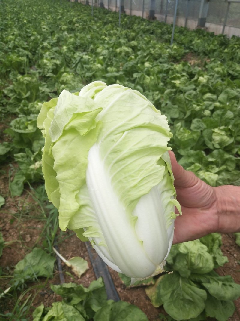 夏阳白菜，2020年白菜上市，现出现装，