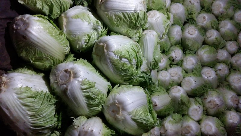 夏阳白菜，2020年白菜上市，现出现装，