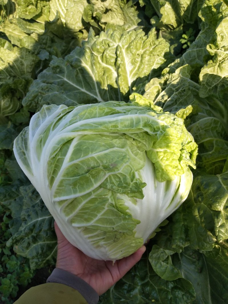 夏阳白菜，2020年白菜上市，现出现装，