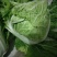 夏阳白菜，2020年白菜上市，现出现装，