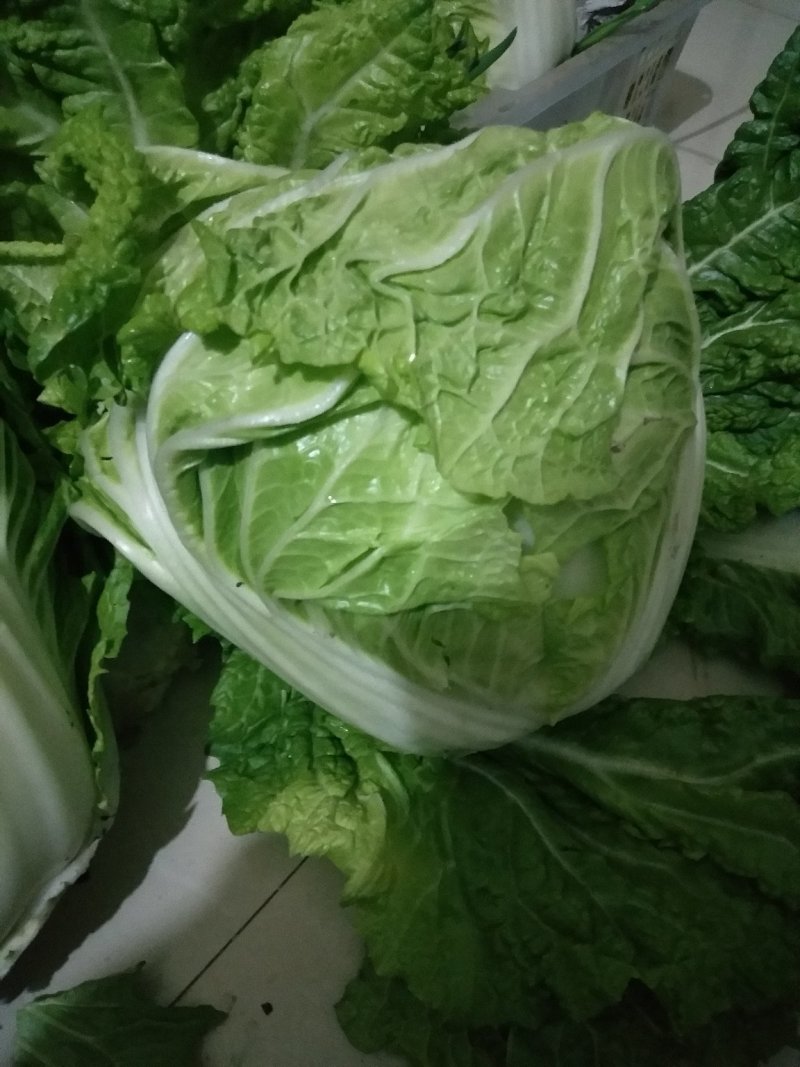 夏阳白菜，2020年白菜上市，现出现装，