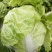 夏阳白菜，2020年白菜上市，现出现装，