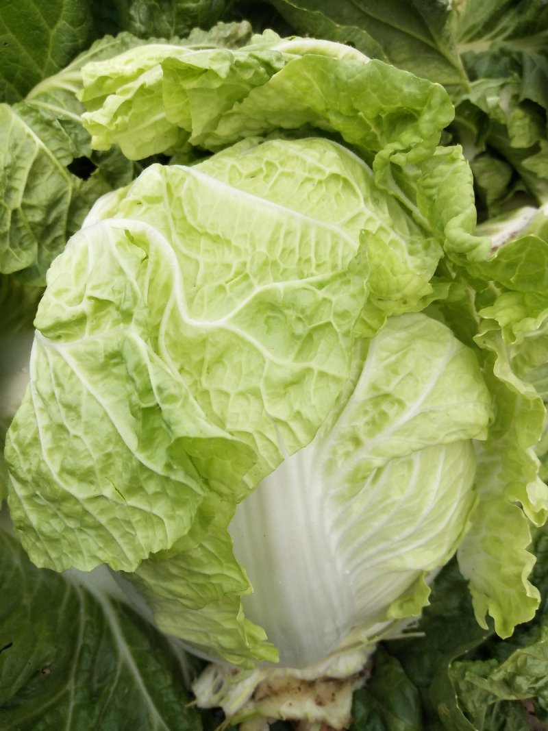 夏阳白菜，2020年白菜上市，现出现装，
