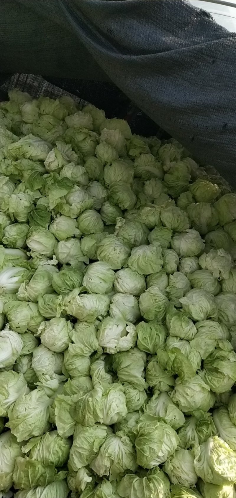 夏阳白菜，2020年白菜上市，现出现装，