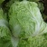 夏阳白菜，2020年白菜上市，现出现装，