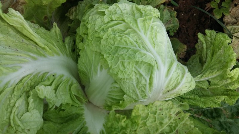 夏阳白菜，2020年白菜上市，现出现装，