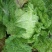 夏阳白菜，2020年白菜上市，现出现装，