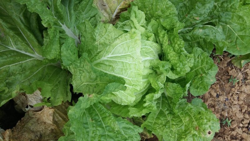 夏阳白菜，2020年白菜上市，现出现装，